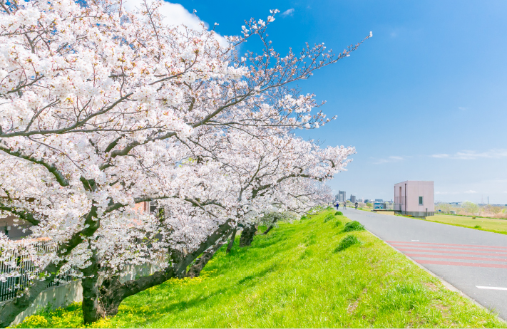 多摩川の桜